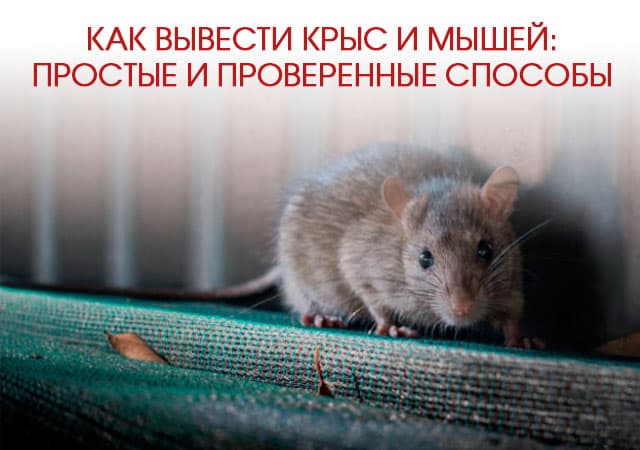 Как вывести крыс и мышей в Шатуре: простые и проверенные способы