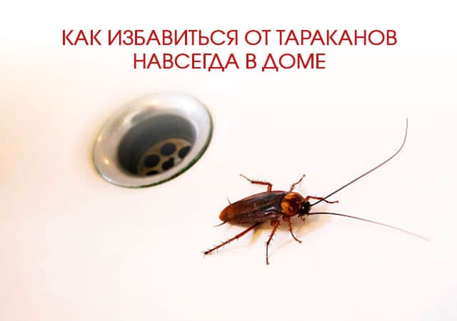 Как избавиться от тараканов в доме в Шатуре