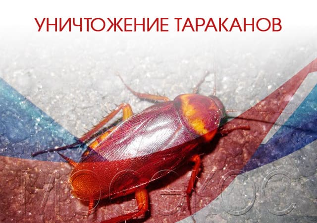 Уничтожение тараканов в Шатуре