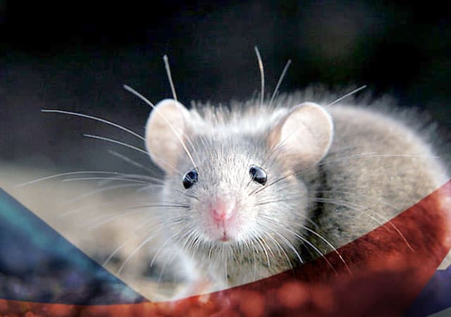 Уничтожение мышей в Шатуре
